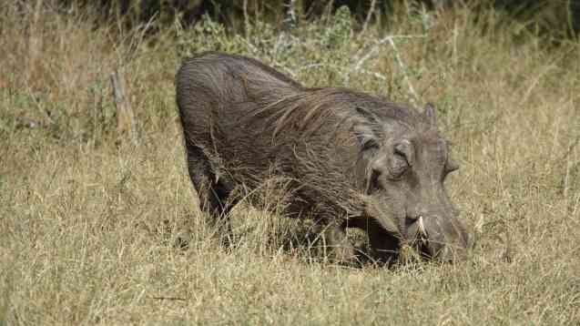 Kruger warthog