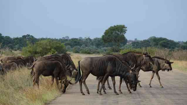 Kruger wildebeest