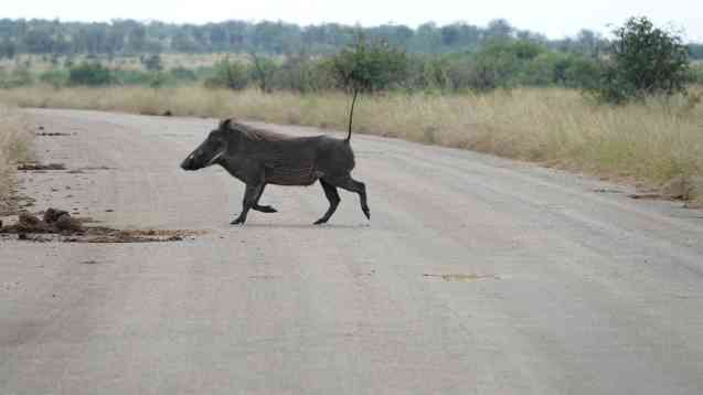 Warthog Kruger safari