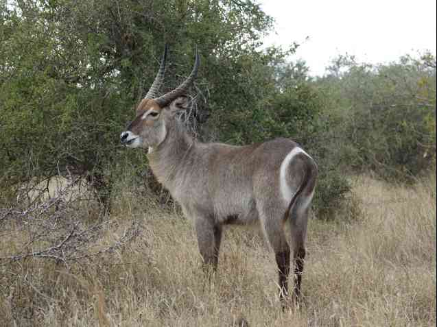 Waterbuck Kruger