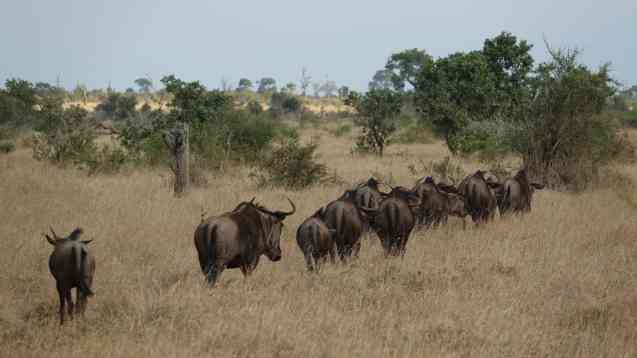 Wildebeest Kruger