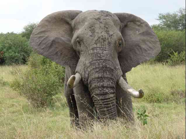 Kruger safari elephant Big 5