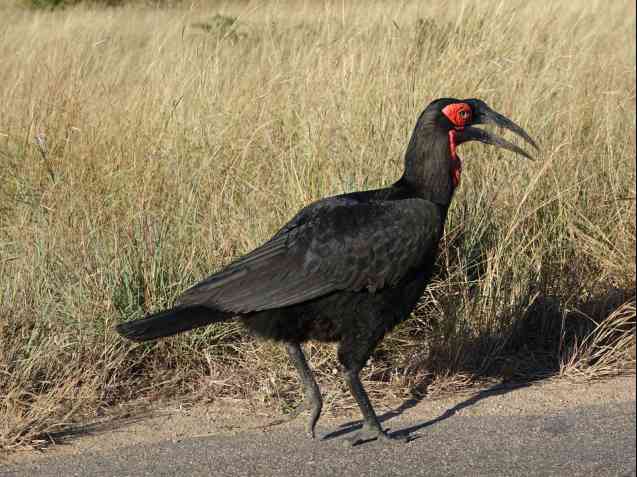 Southern ground hornbill in Kruger Park
