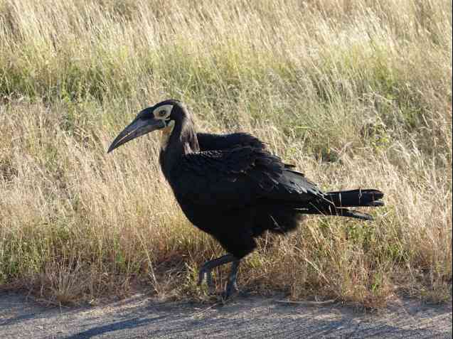 Kruger safari, southern ground hornbill