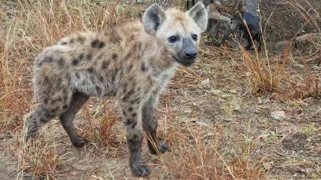 Kruger safari, hyena