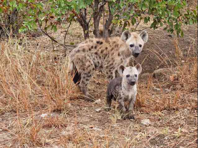 Kruger hyenas on safari