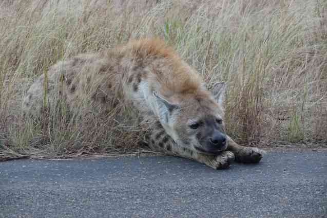 Kruger safari sighting, hyena