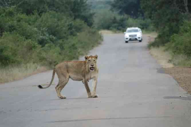 Kruger lion safari in South Africa