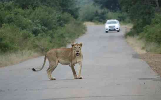 Kruger Safari Part 4: Top sightings with wildlife photographs from Belgian duo