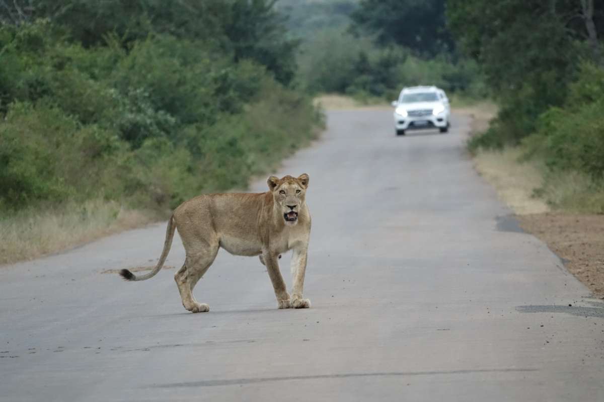 Kruger National Park visual data 2