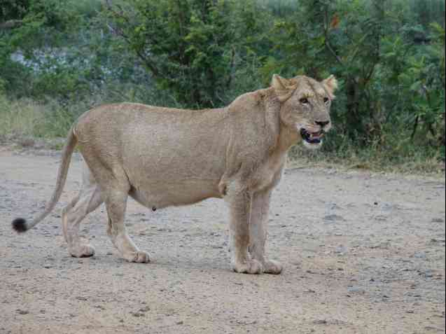 Kruger safari lioness