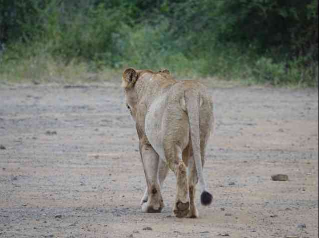 Kruger safari lion
