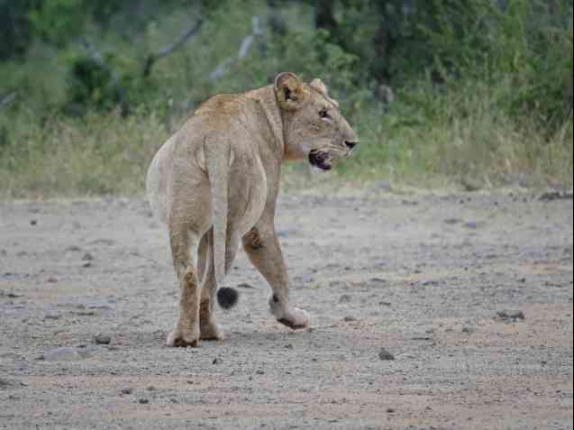 Kruger safari lion sighting