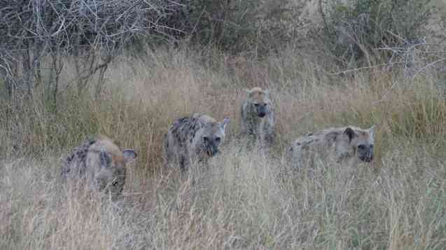 Kruger safari hyenas