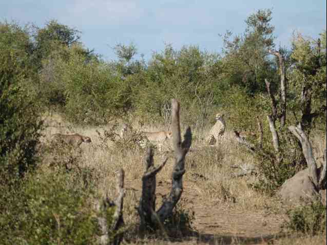 Kruger safari cheetahs