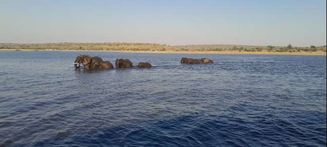 Chobe elephants