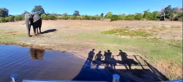 Safari Dreams Come True: The Ultimate Botswana Bucket List Destinations - Moremi Game Reserve: Where the Wild Things Are