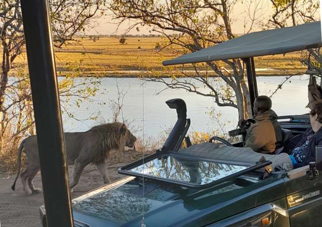 Chobe lion on game drive