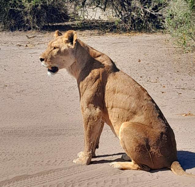 Chobe lioness
