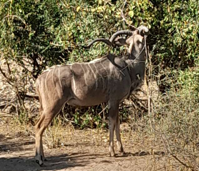 Botswana safari, Kudu in chobe