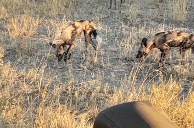 Okavango wild dogs