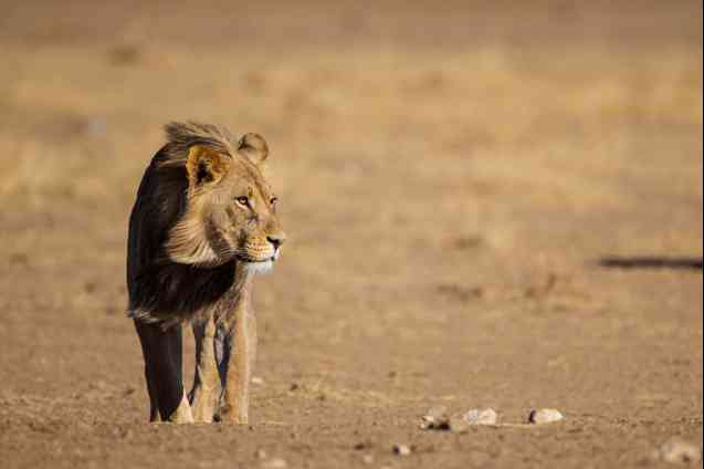 Kalahari Desert lion