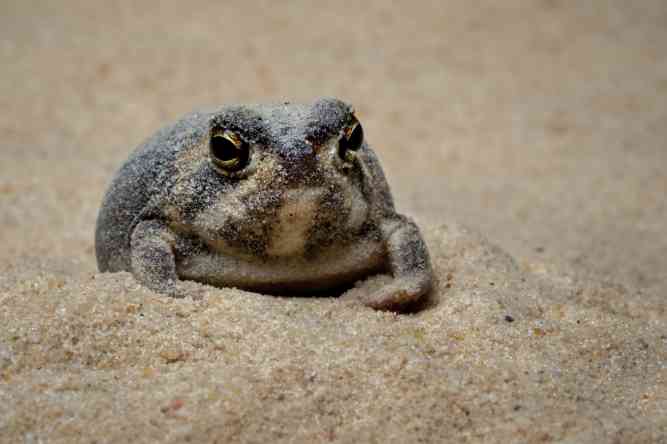 Kalahari Desert rain frog