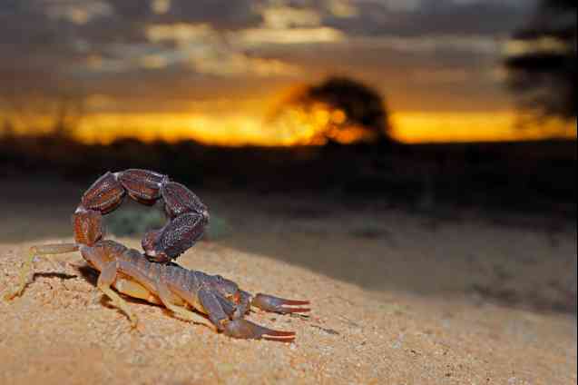 Kalahari Desert scorpion
