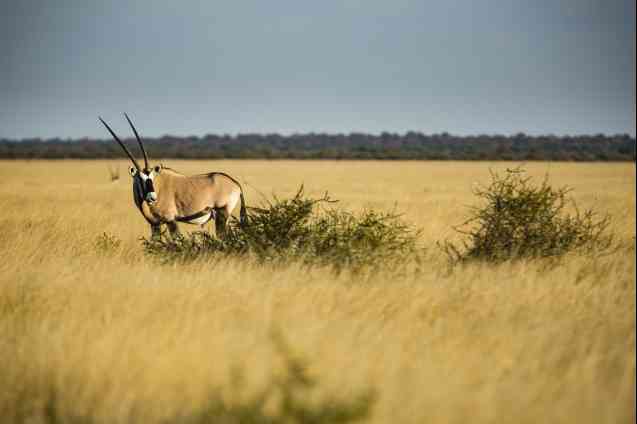 Kalahari Desert safari, gemsbok