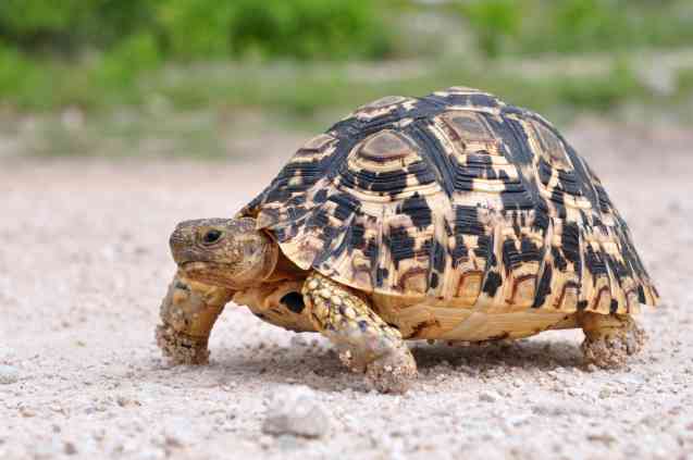 Leopard tortoise, Kalahari