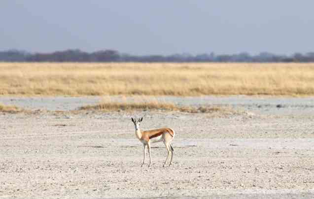 Makgadigadi Pans, Botswana