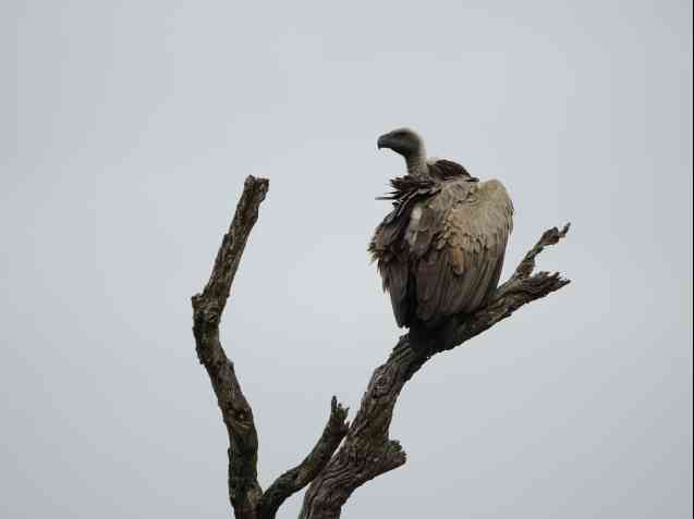 Kruger safari vulture