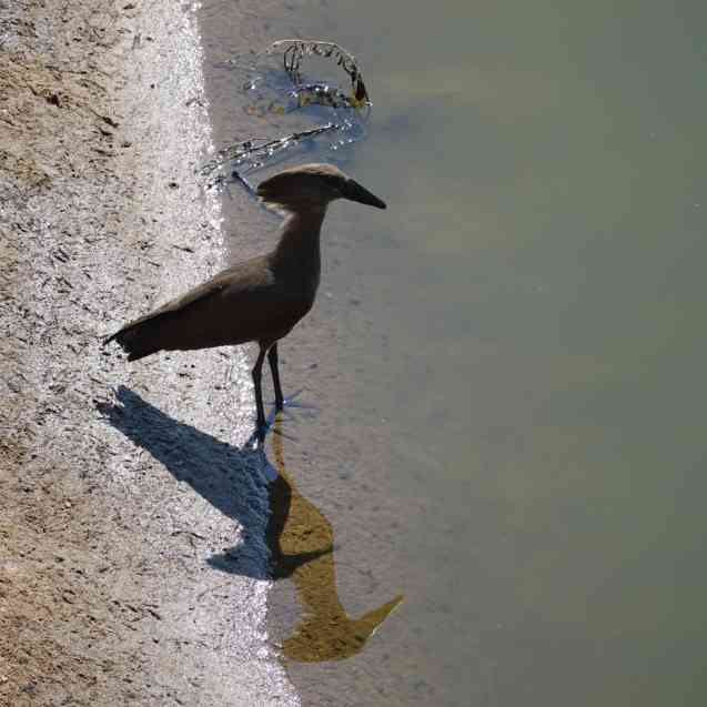 Kruger birds, the lightening bird
