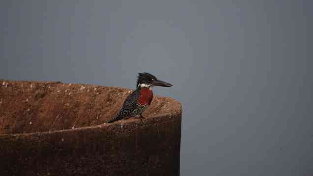 Kruger safari giant kingfisher