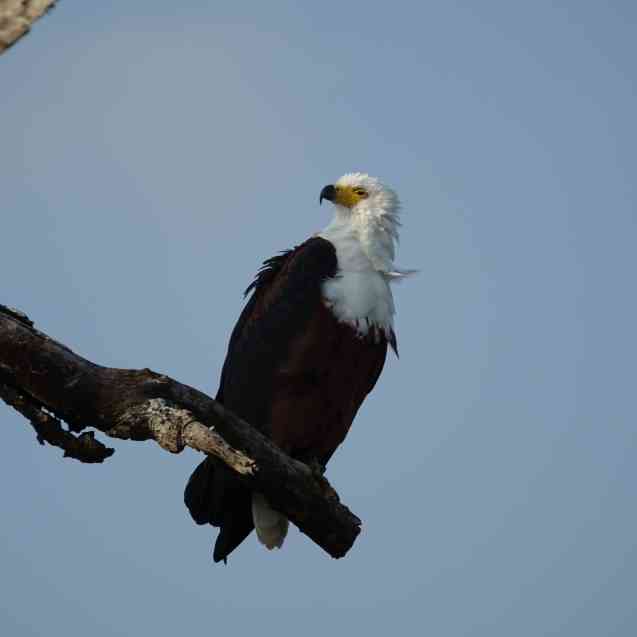 Kruger National Park safari fish eagle