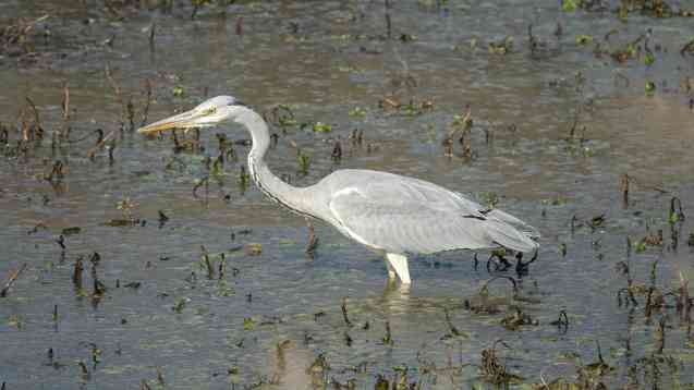 Grey heron in Kruger