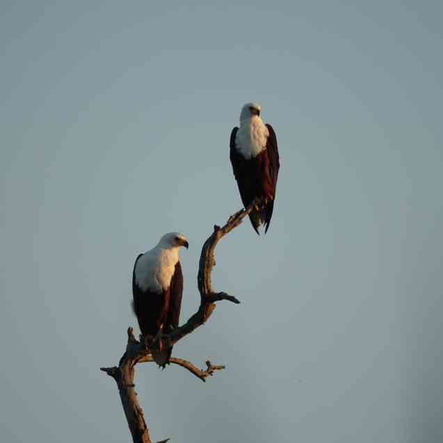 African fish eagles