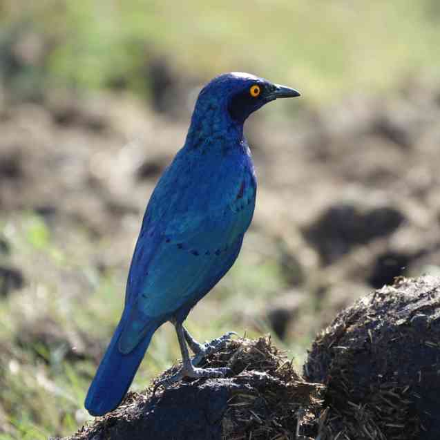 Glossy starling in Kruger