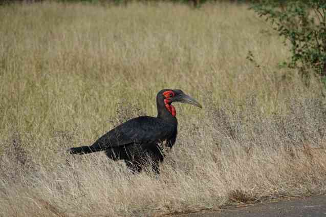 Southern ground hornbill