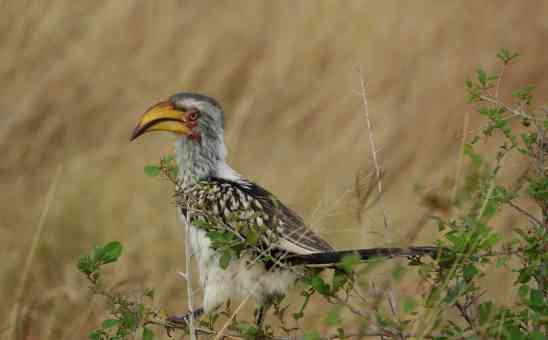 Kruger National Park Safari for Birders: The birdwatchers trip report