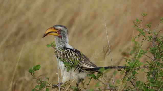 Southern yellow-billed hornbill