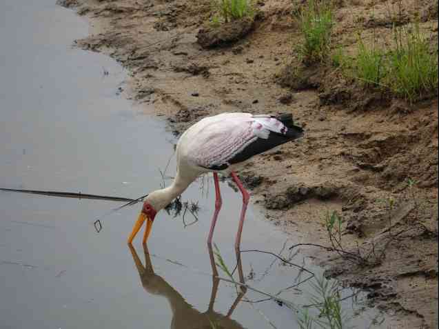 Yellow-billed stork feeding