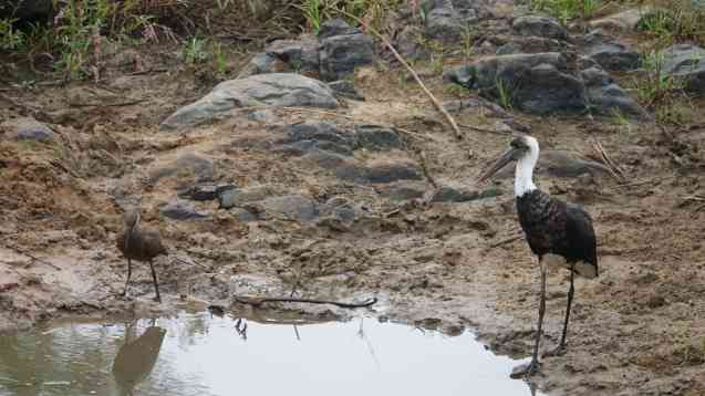 Woolley-necked stork