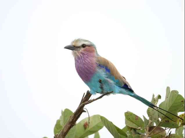 Lilac breasted roller