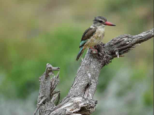 Brown hooded kingfisher