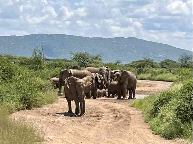 Kenya Safari, Buffalo Springs
