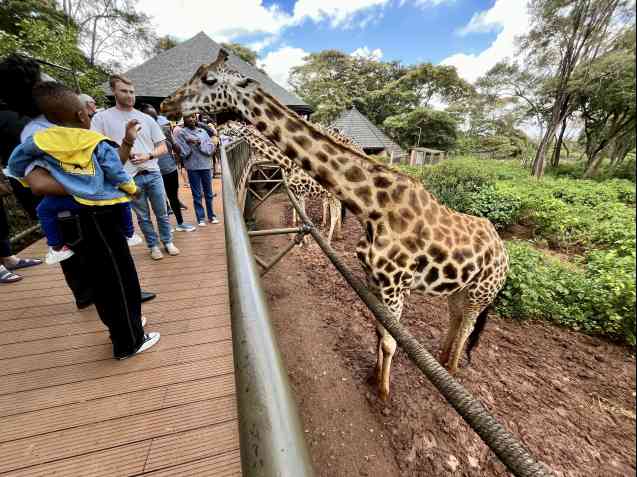 Giraffe center Nairobi, Kenya