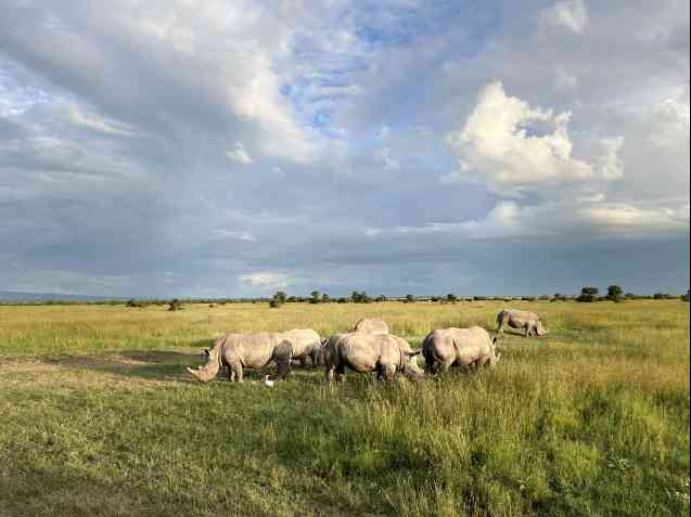 Ol Pejeta safari in Kenya