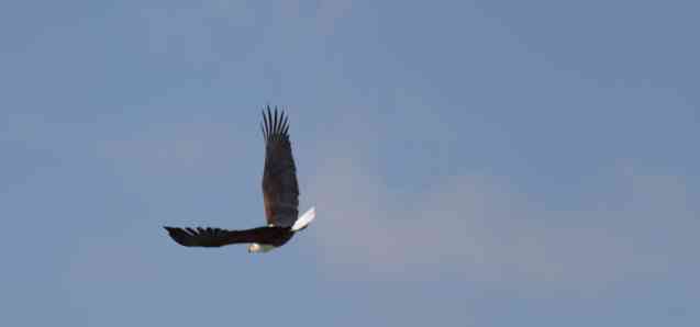 Fish eagle Lake Naivasha