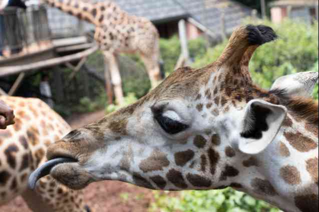 Giraffe Centre, Kenya